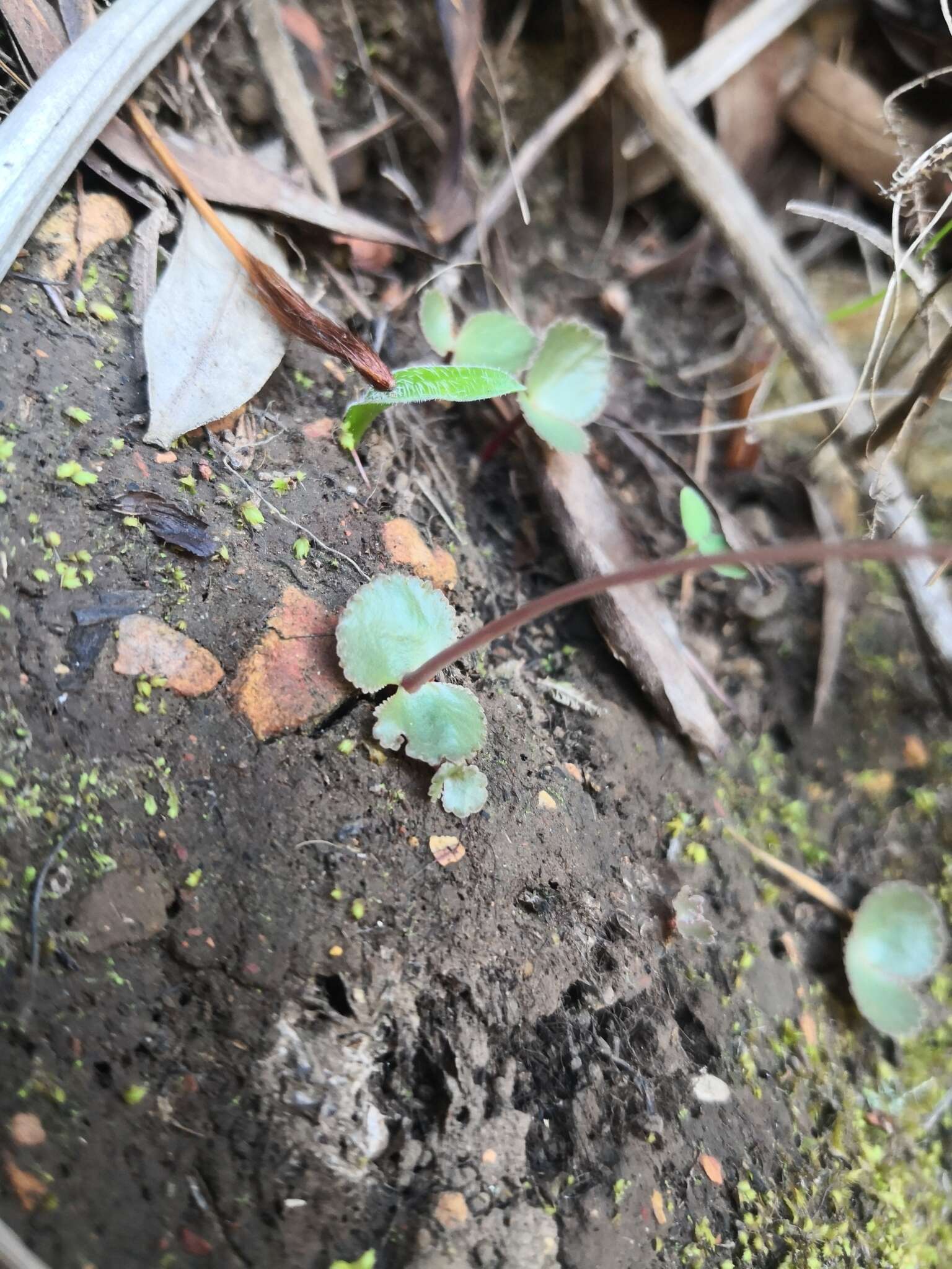 Image of Crassula saxifraga Harv.