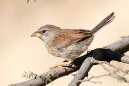 Image of Great Inca Finch