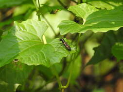 Image of Cicindela (Calochroa) assamensis Parry 1844