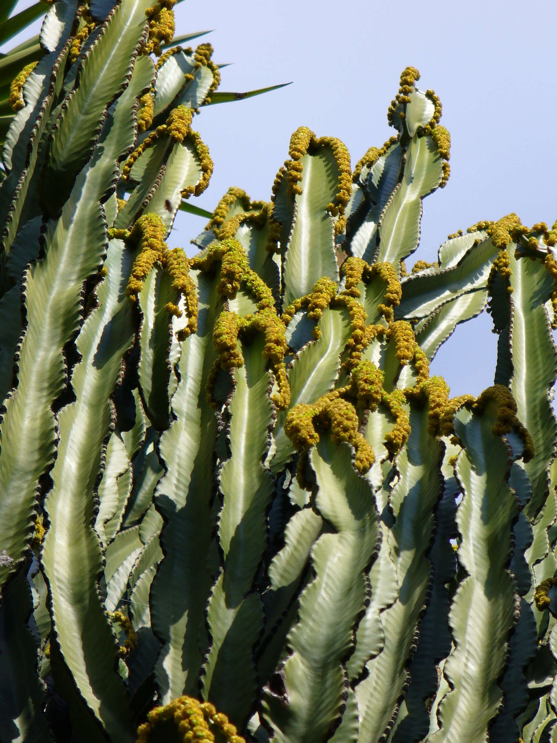 Imagem de Euphorbia ingens E. Mey. ex Boiss.