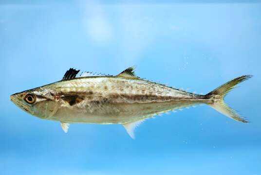 Image of King Mackerel