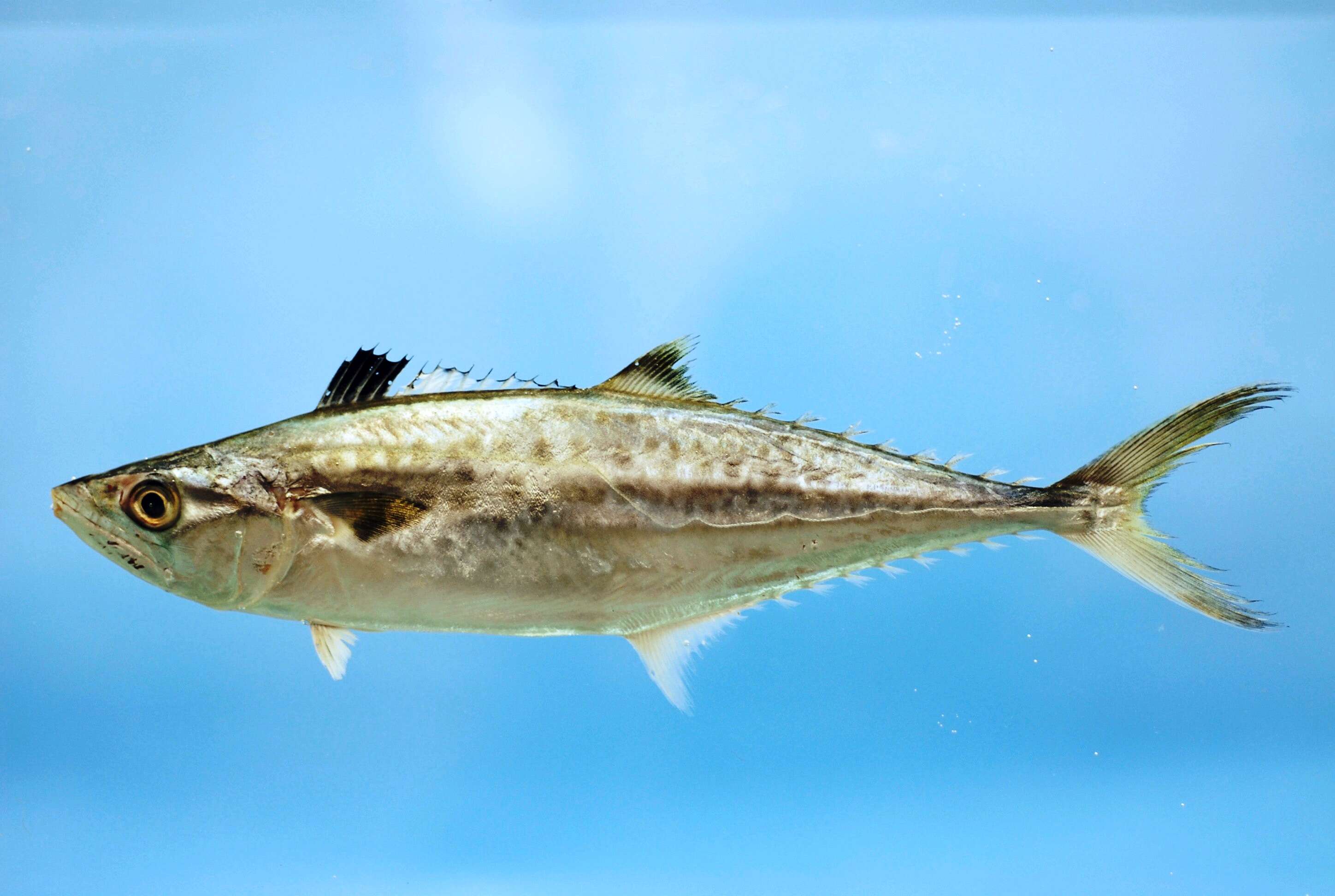 Image of King Mackerel