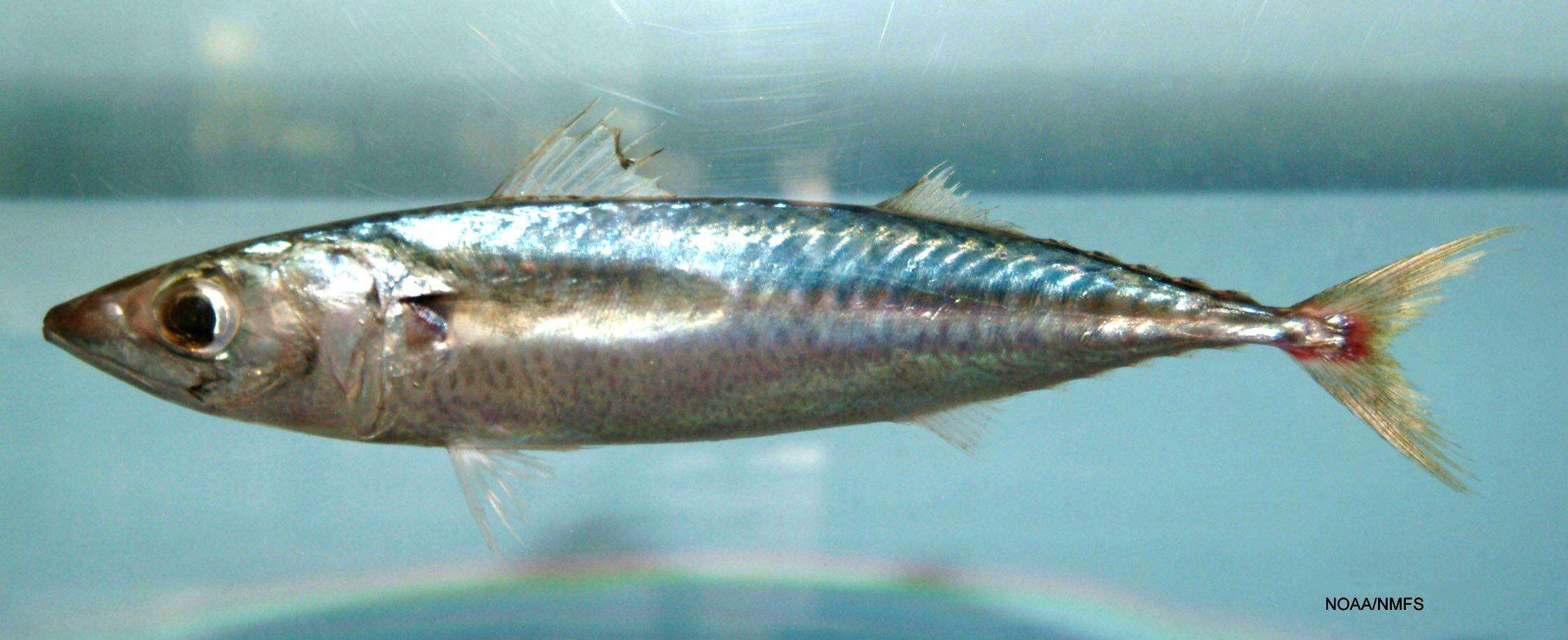 Image of Pacific Chub Mackerel