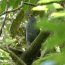 Cryptoleucopteryx plumbea (Salvin 1872) resmi