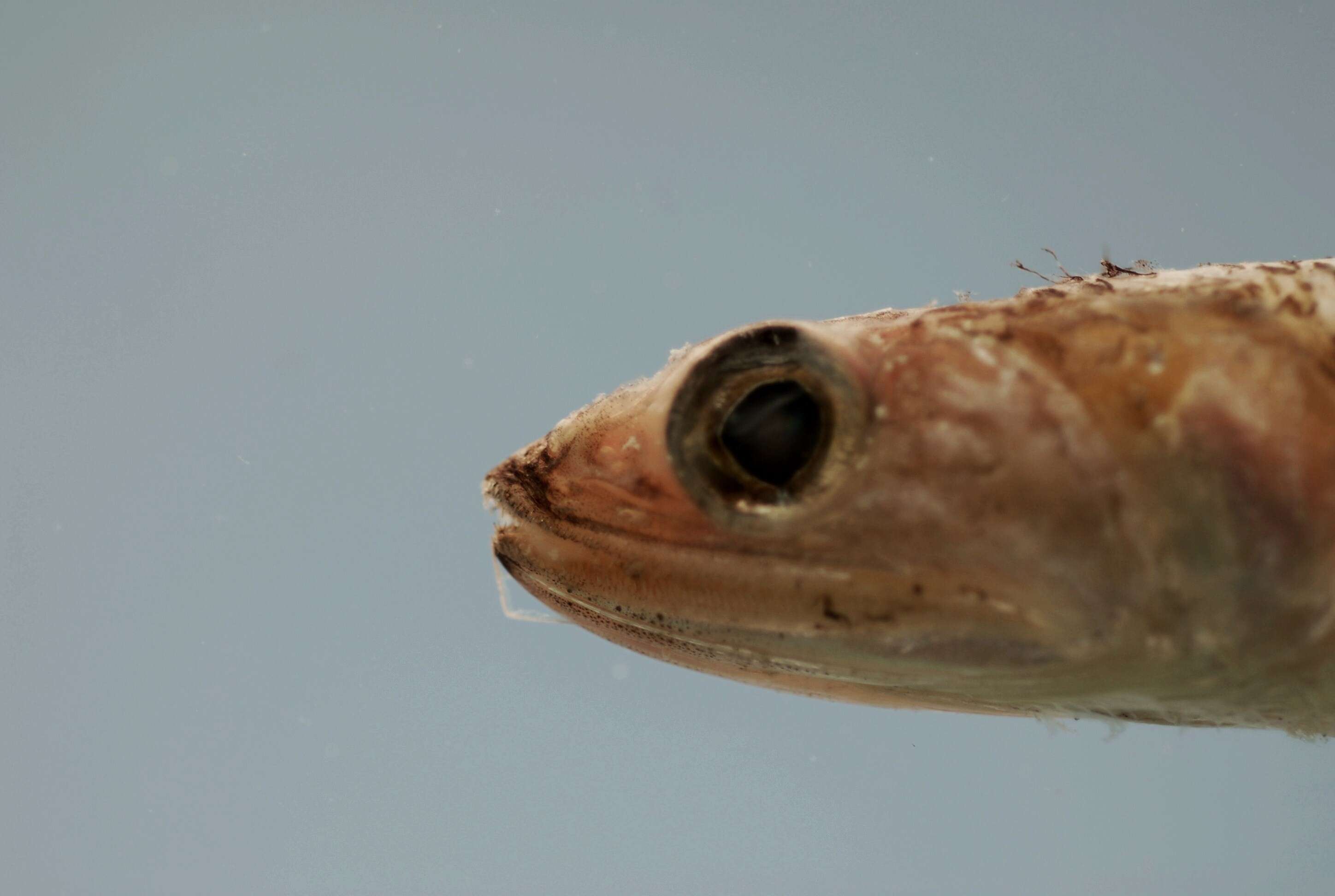 Image of Shortjaw Lizardfish