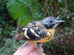 Image of Spot-backed Antbird