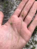 Image of Sandy-Field Hair Sedge