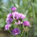 Слика од Vernonanthura nudiflora (Less.) H. Rob.