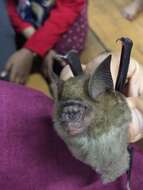 Image of Horsfield's Leaf-nosed Bat