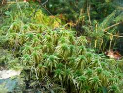 Image of sphagnum