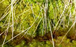 Слика од Sphagnum cuspidatum Ehrhart ex G. F. Hoffmann 1796