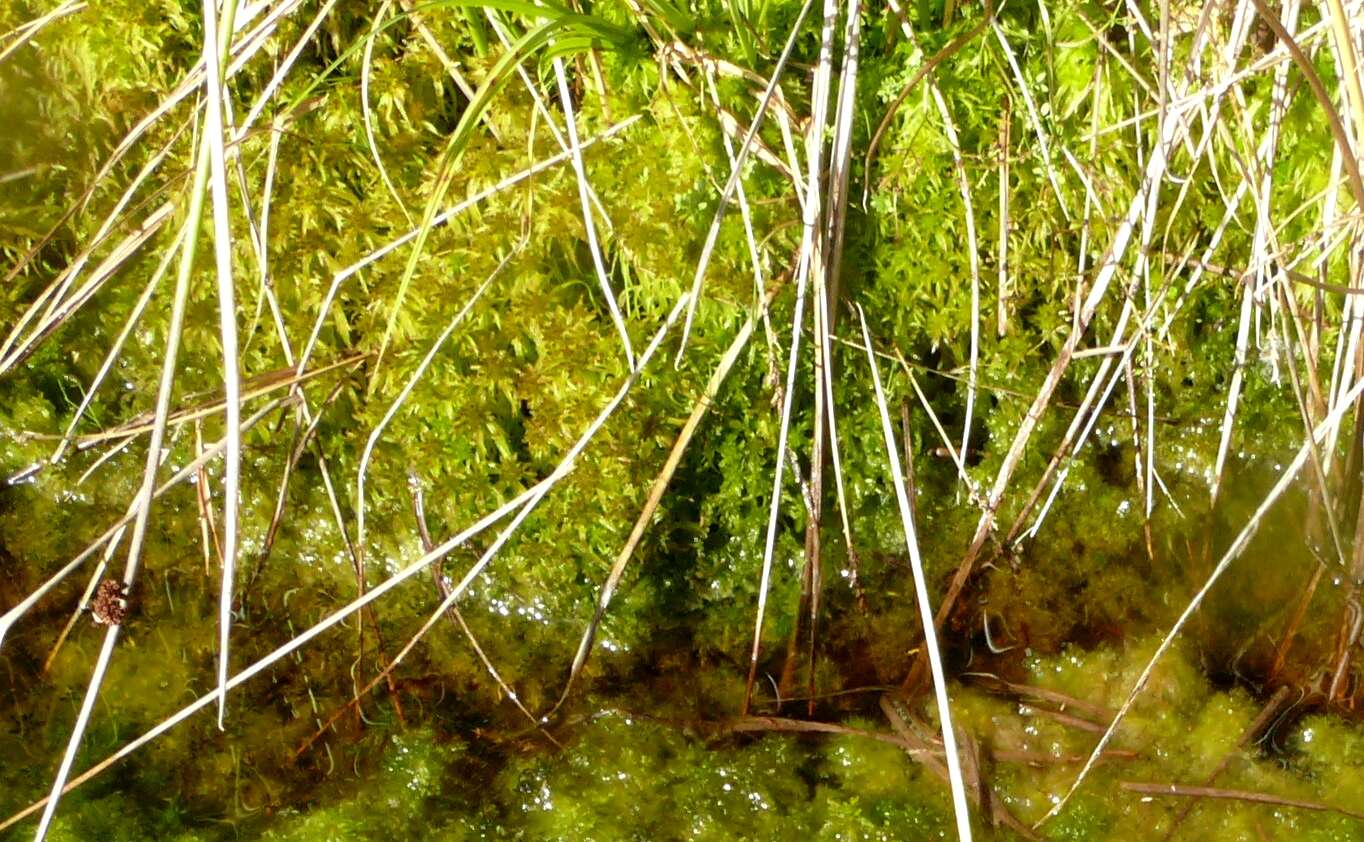 Слика од Sphagnum cuspidatum Ehrhart ex G. F. Hoffmann 1796