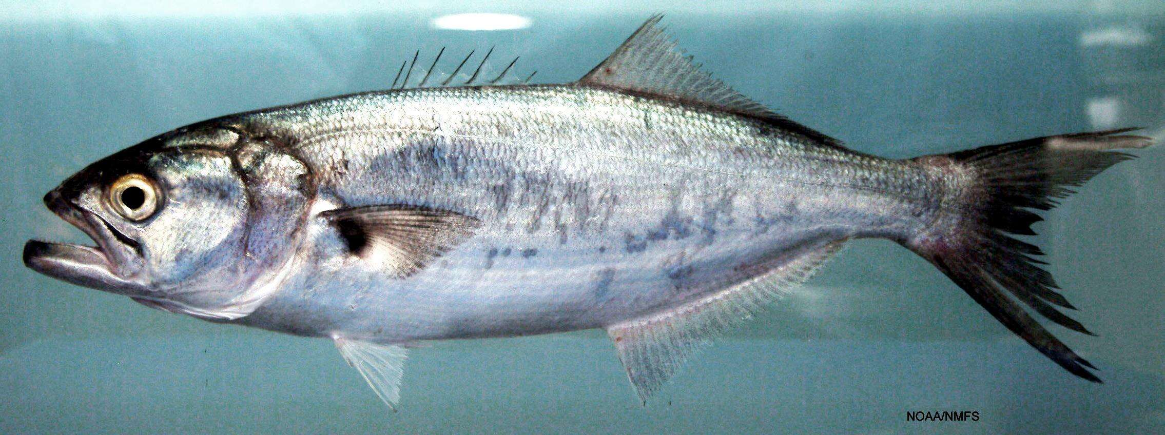 Image of bluefishes