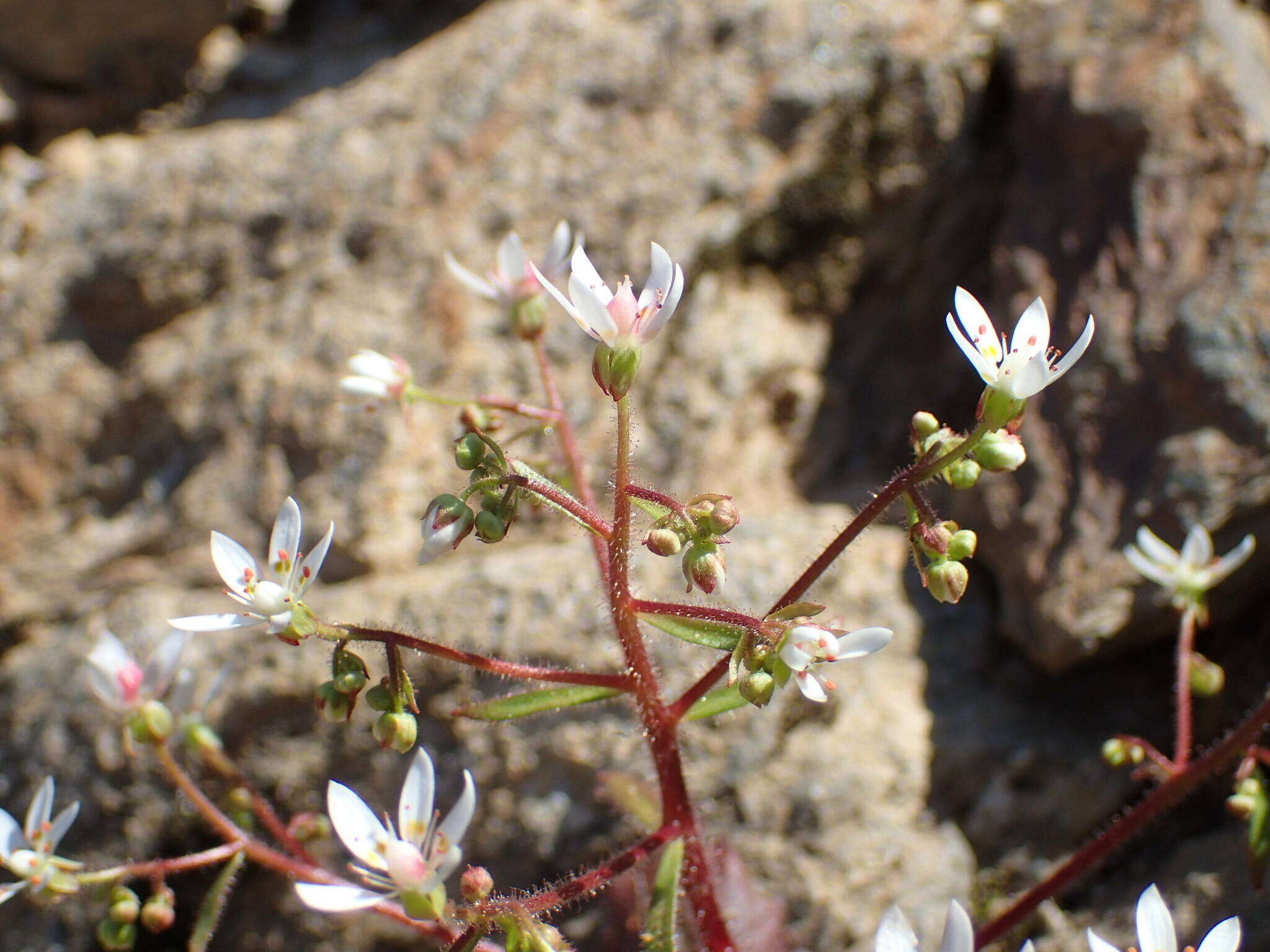 Imagem de Micranthes clusii (Gouan) Fern. Prieto, Vázquez, Vallines & Cires