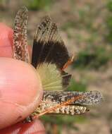 Image of Mottled Sand Grasshopper