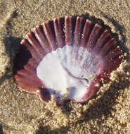 Image de Leopecten Masuda 1971