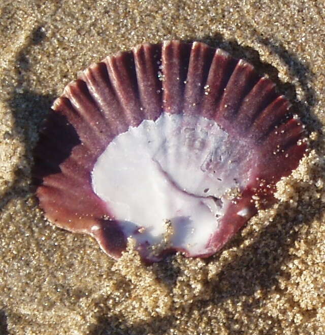 Image de Leopecten Masuda 1971