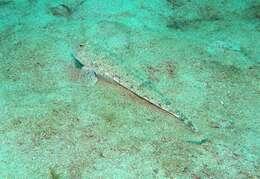 Image of Common Dragonet