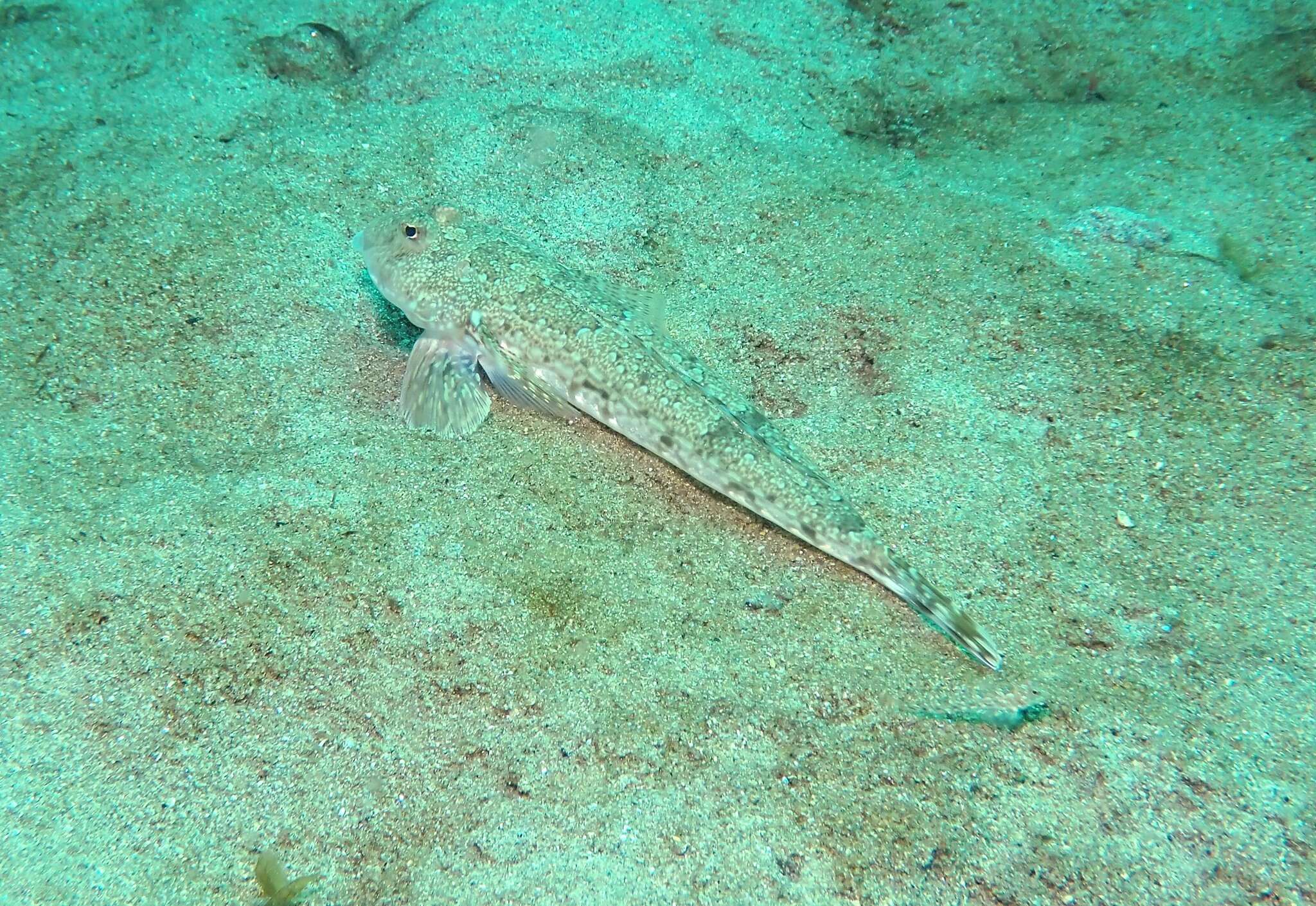 Image of Common Dragonet