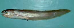 Image of Band Cusk-eel