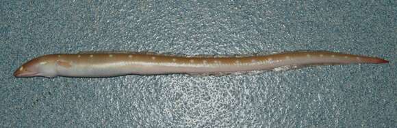 Image of Palespotted Eel