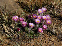 Image of Helichrysum ecklonis Sond.