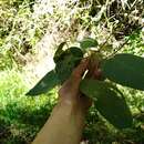 Sivun Croton coriaceus Kunth kuva