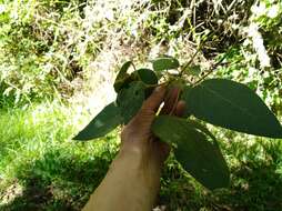 Image of Croton coriaceus Kunth