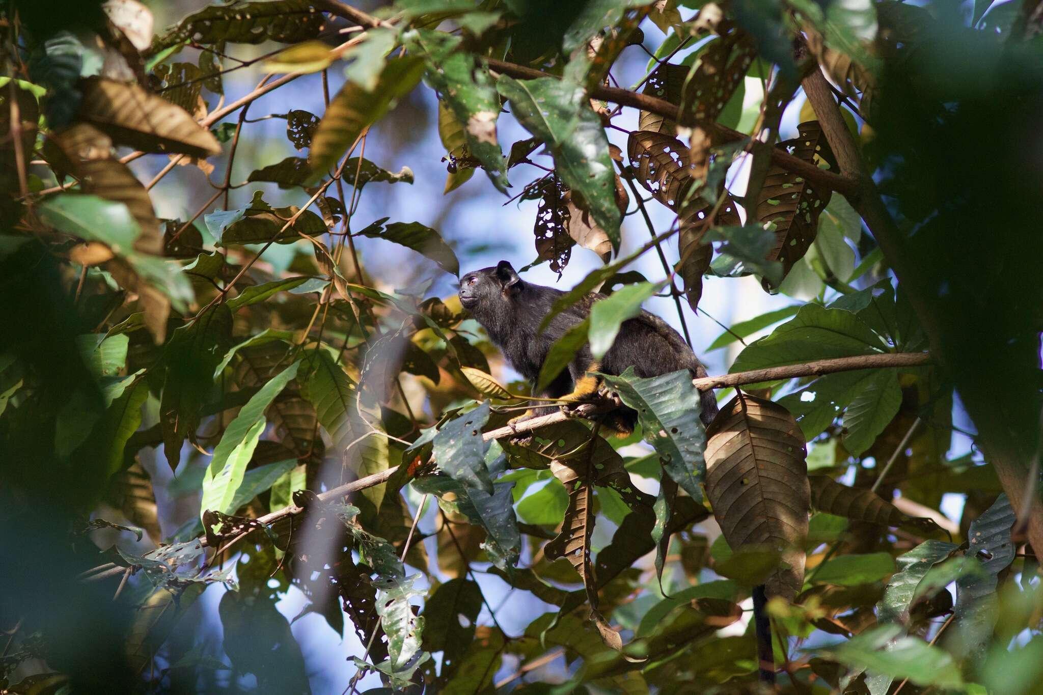 Image de Tamarin à mains rousses