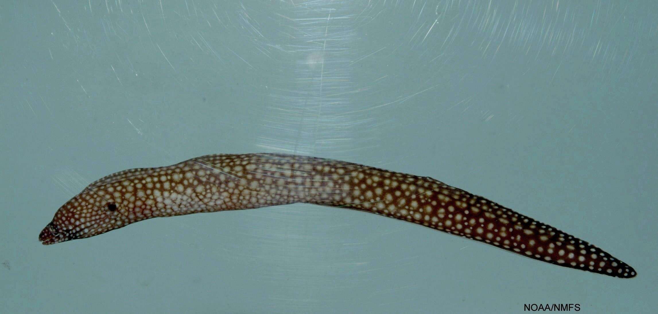 Image of Moray Eel