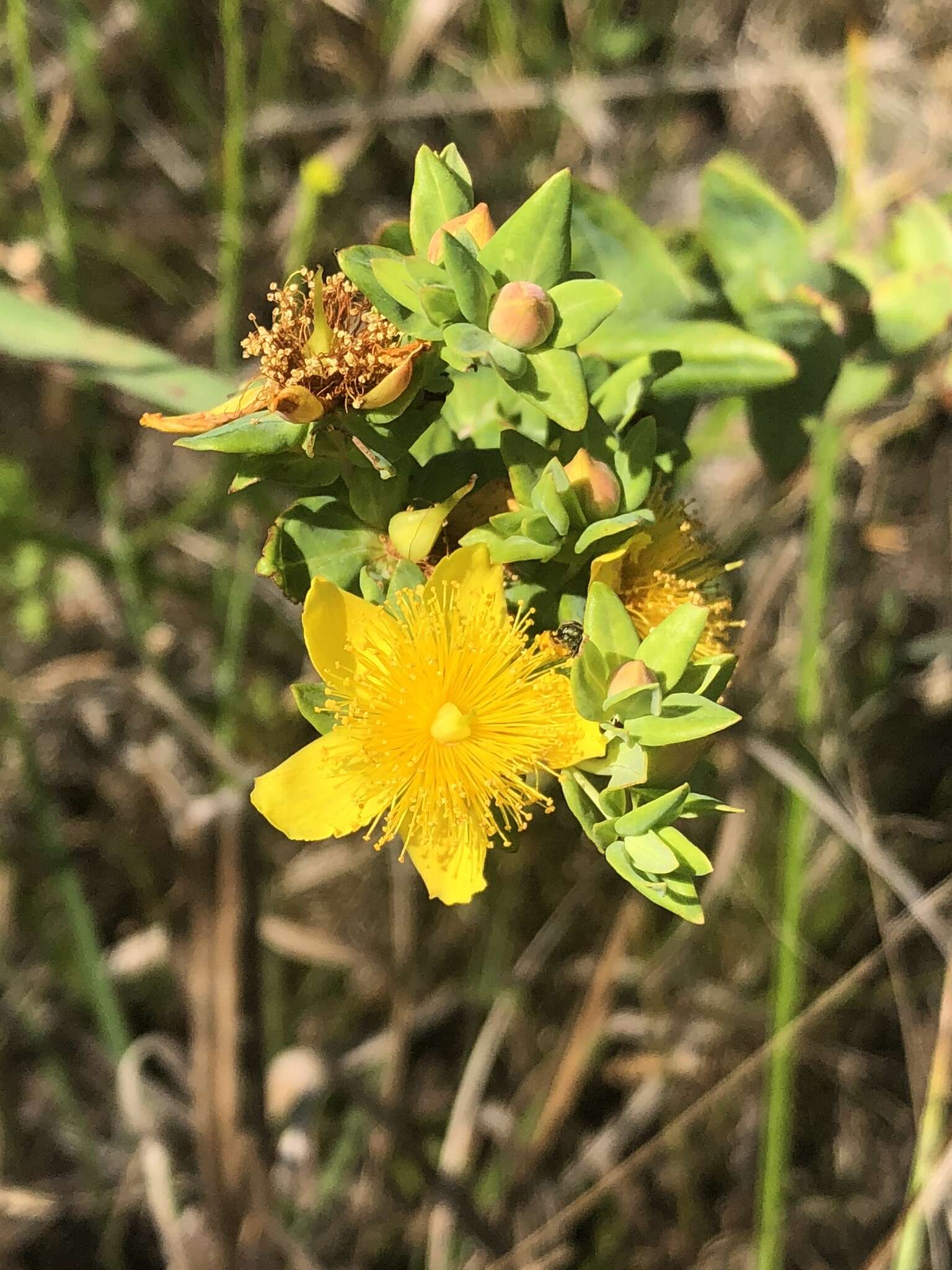 Image of Myrtle-Leaf St. John's-Wort