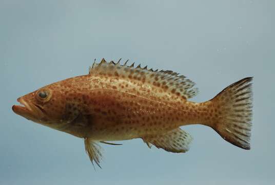 Image of Scamp Grouper