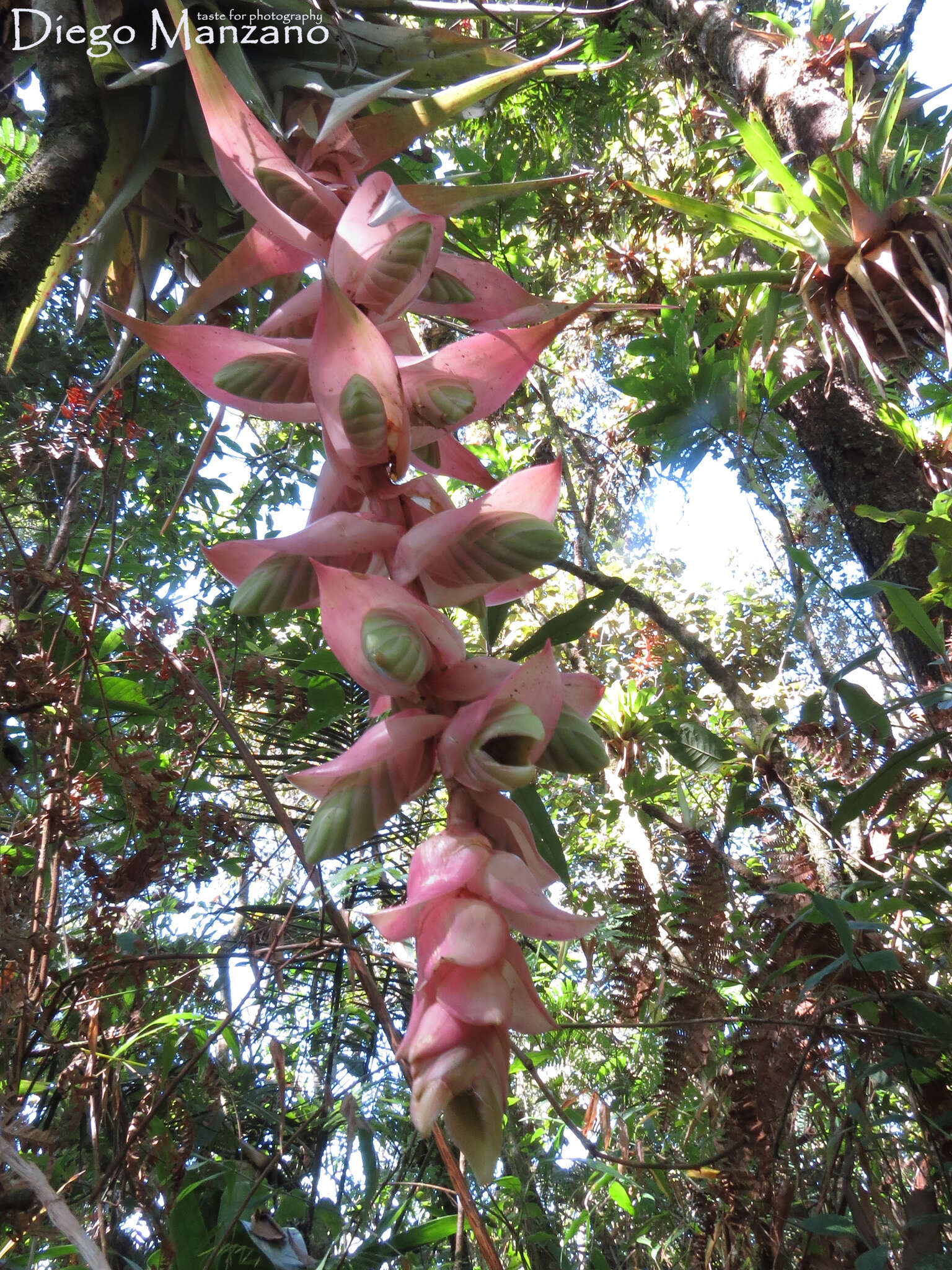 Tillandsia eizii L. B. Sm. resmi