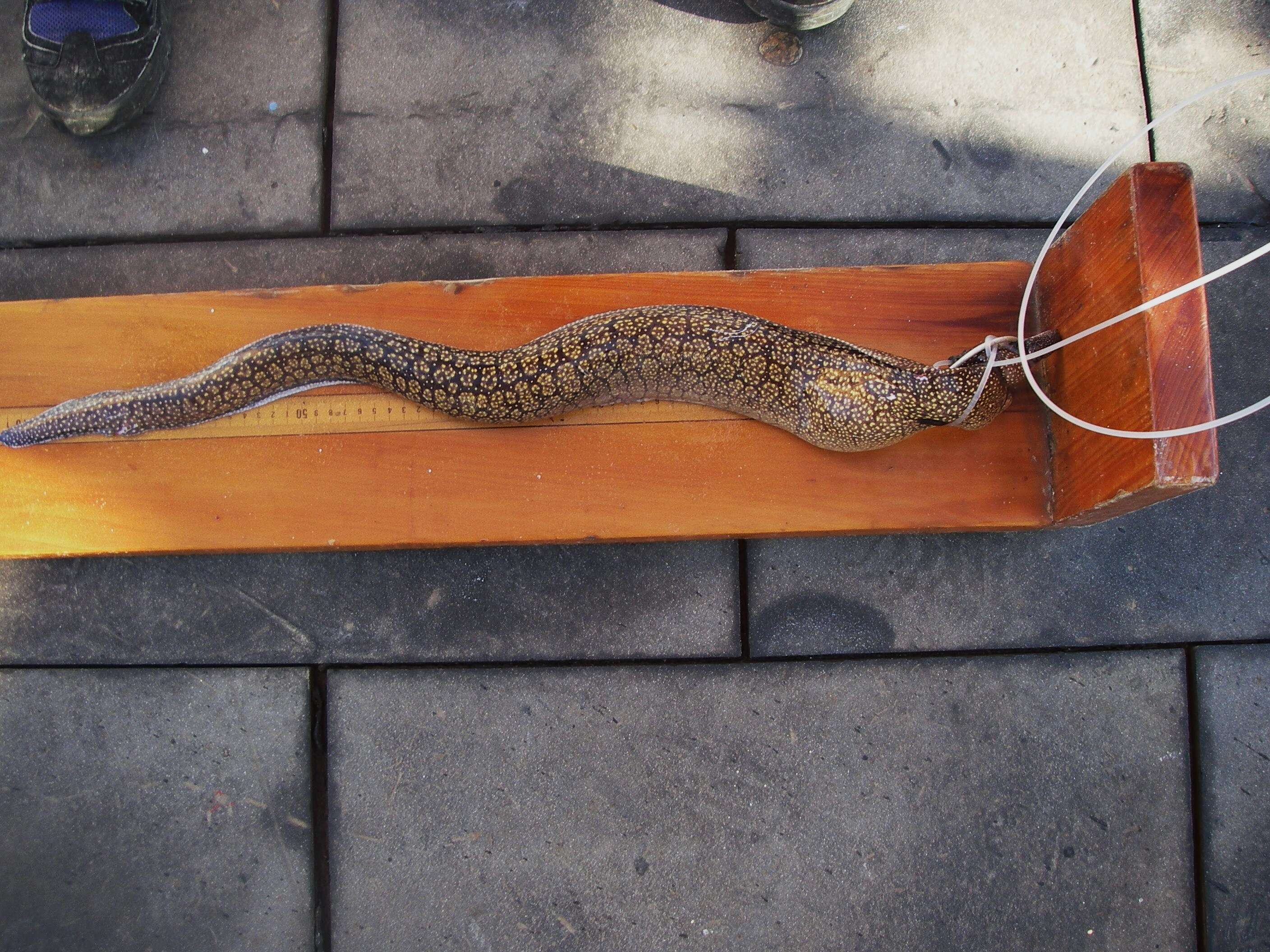 Image of Moray Eel