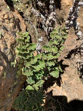 Image of Cheilanthes inaequalis (Kunze) Mett.