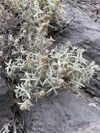 Image of Utah butterflybush