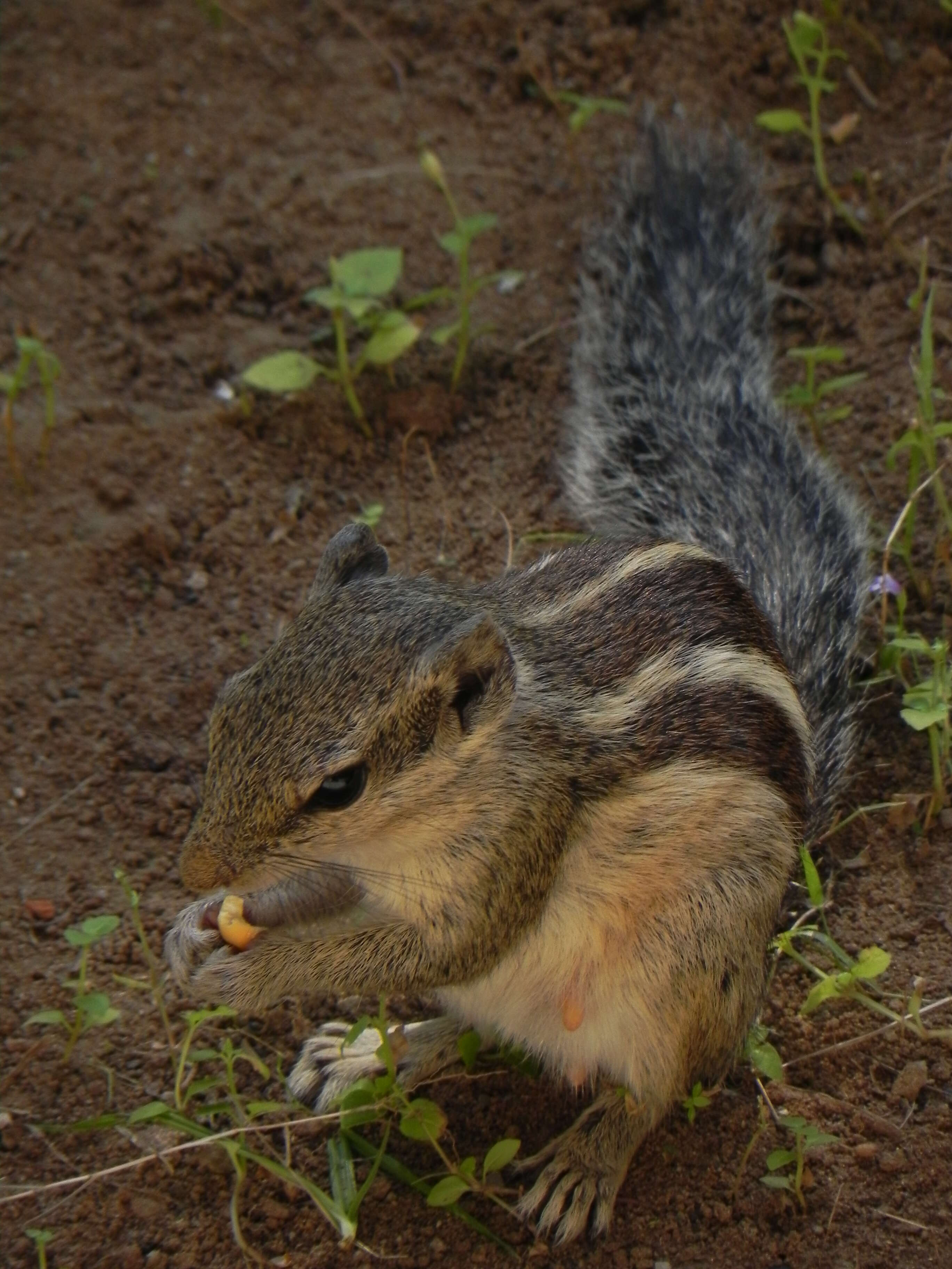 Image of Indian palm squirrel