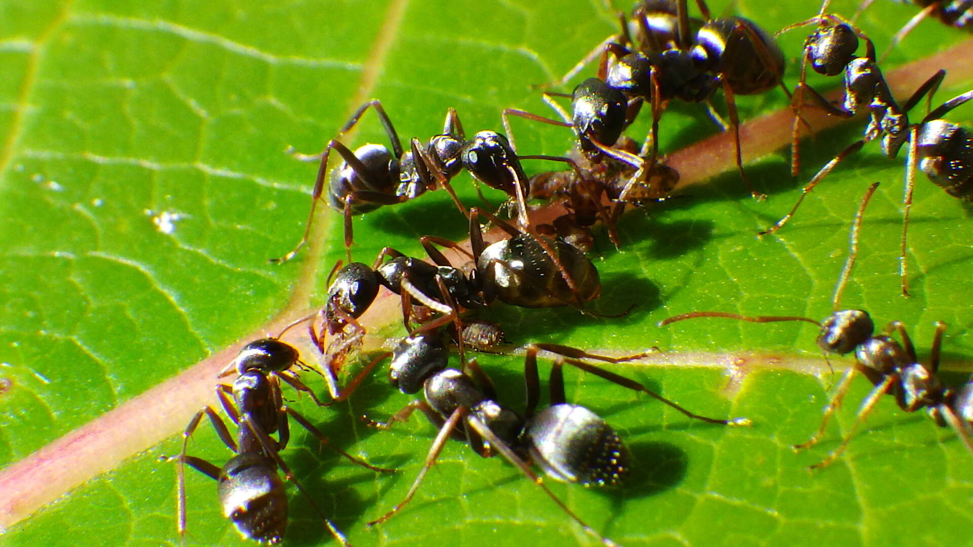 Image of Formica argentea Wheeler 1912