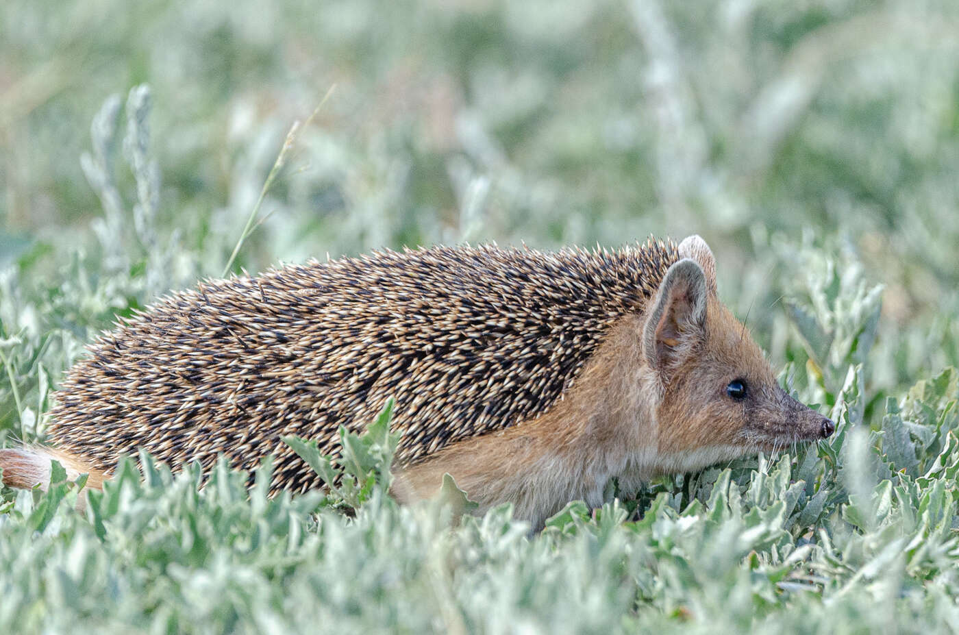 Image of Steppe Hedgehogs
