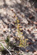 Image of Drosera prophylla