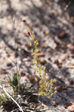 Image of Drosera prophylla