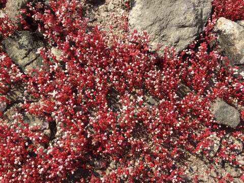 Image of Elf Orpine