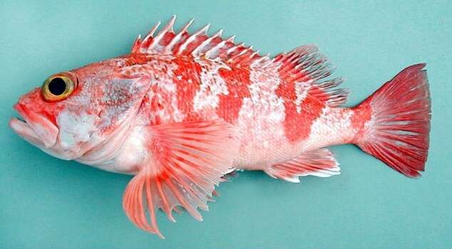 Image of Blackbelly Rosefish