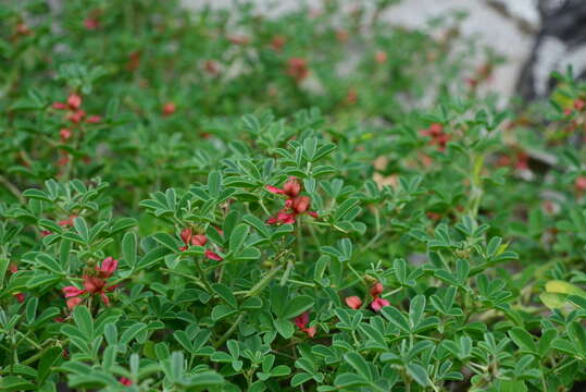 Indigofera trifoliata L.的圖片