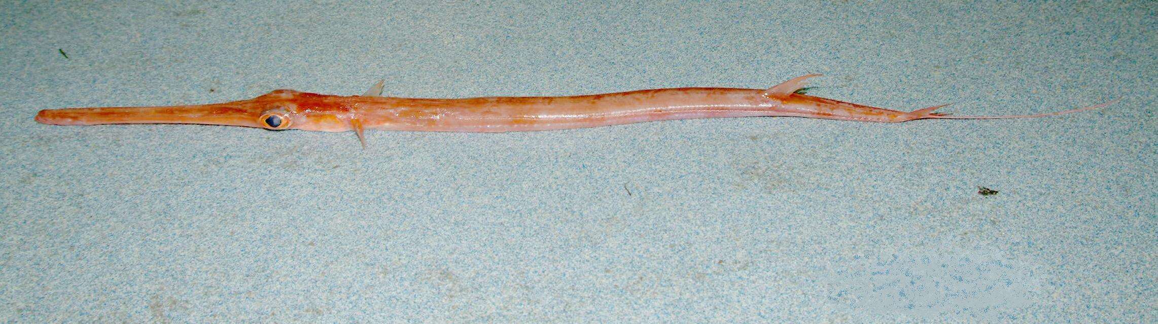 Image of Blue-spotted Cornetfish