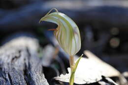 Image of Pterostylis erythroconcha M. A. Clem. & D. L. Jones