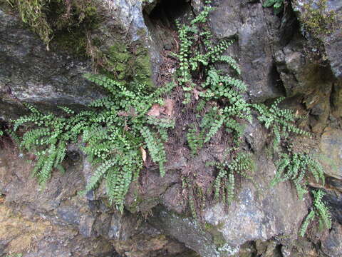 Plancia ëd Asplenium adulterinum Milde