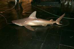 Image of Sandbar Shark