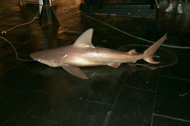 Image of Sandbar Shark