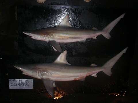 Image of Blacktip Shark